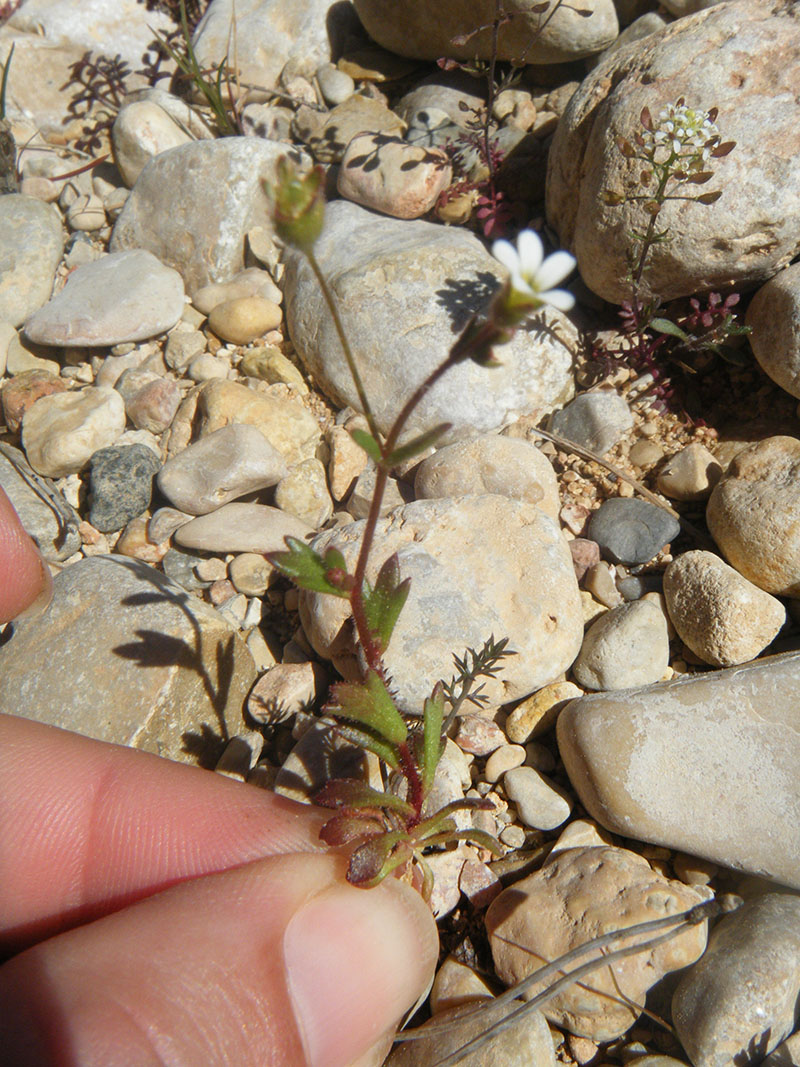 Saxifraga tridactylites (Herba roquera)